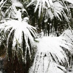 Needle Palm Tree 9 Needle Palm Tree -Brighterblooms Shop Needle Palm 5 BB