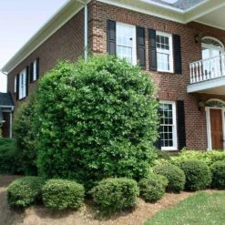 Nellie Stevens Holly Tree -Brighterblooms Shop Nellie Stevens Holly 4 BB cdfcd011 03cc 46f6 b5b8 a67c7f3eb3ea