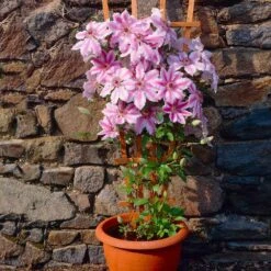 Nelly Moser Clematis Vine -Brighterblooms Shop Nely Moser Clematis 2 BB