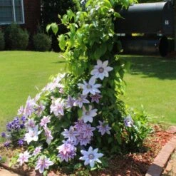 Nelly Moser Clematis Vine -Brighterblooms Shop Nely Moser Clematis 3