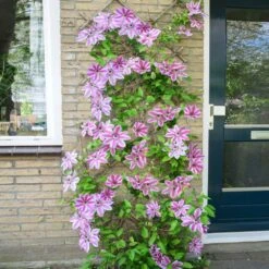 Nelly Moser Clematis Vine -Brighterblooms Shop Nely Moser Clematis 4 BB