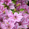 Nelly Moser Clematis Vine -Brighterblooms Shop Nely Moser Clematis BB 600x600 fc75c250 49c0 4320 963e e0be76c5fde6