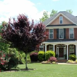 Newport Plum Tree -Brighterblooms Shop Newport Flowering Plum 6 BB