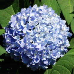 Nikko Blue Hydrangea Shrub -Brighterblooms Shop Nikko Blue Hydrangea 2 BB