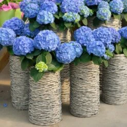 Nikko Blue Hydrangea Shrub -Brighterblooms Shop Nikko Blue Hydrangea 3 BB