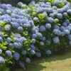 Nikko Blue Hydrangea Shrub -Brighterblooms Shop Nikko Blue Hydrangea BB 600x600 8302e6a7 cdff 4202 b1f8 31845f77d207