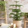 Norfolk Island Pine Tree -Brighterblooms Shop Norfolk Island Pine 3