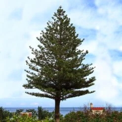 Norfolk Island Pine Tree 10 Norfolk Island Pine Tree -Brighterblooms Shop Norfolk Island Pine 5 BB
