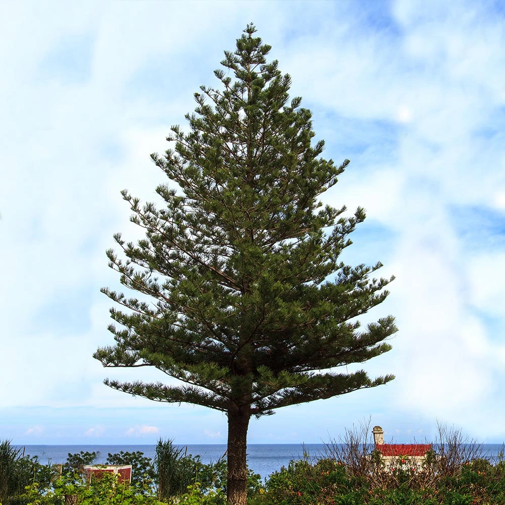 Norfolk Island Pine Tree 5 Norfolk Island Pine Tree - Image 3
