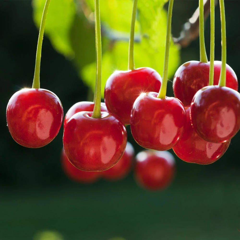 Dwarf North Star Cherry Tree 4 Dwarf North Star Cherry Tree - Image 2