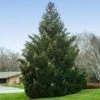 Norway Spruce Tree -Brighterblooms Shop Norway Spruce 600x600 BBB