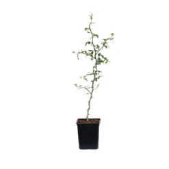 Hardy Orange Tree 'Flying Dragon' -Brighterblooms Shop ORG JHO 12 1QT