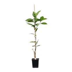Valencia Orange Tree 15 Valencia Orange Tree -Brighterblooms Shop ORG VOG 12 1QT