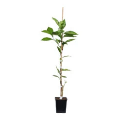 Minneola Tangelo Tree -Brighterblooms Shop ORG VOG 12 1QT 7a17e14e 318a 45b5 9d52 35121f63fbc8