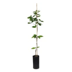 Valencia Orange Tree 16 Valencia Orange Tree -Brighterblooms Shop ORG VOG 23 C