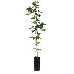 Valencia Orange Tree 17 Valencia Orange Tree -Brighterblooms Shop ORG VOG 34 C