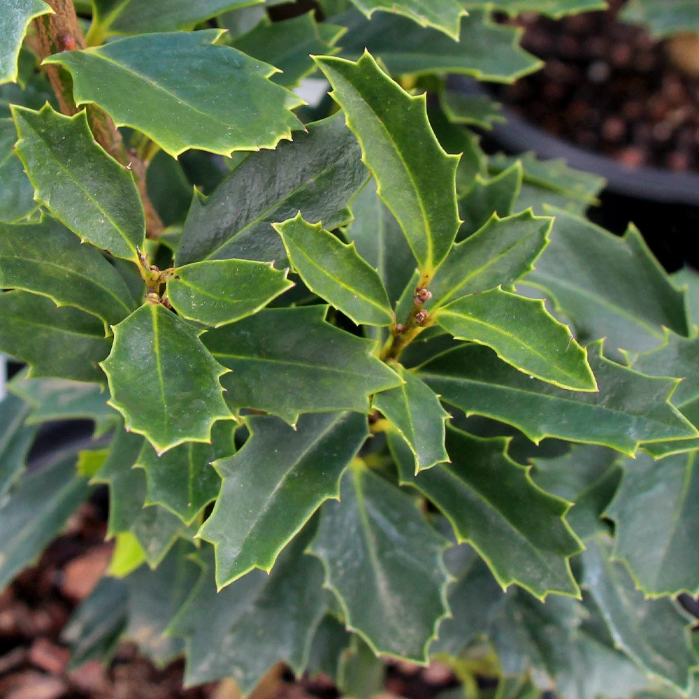 Oak Leaf™ Holly Tree 6 Oak Leaf™ Holly Tree - Image 4