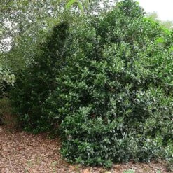 Oak Leaf™ Holly Tree 8 Oak Leaf™ Holly Tree -Brighterblooms Shop Oak Leaf Holly 5 BB