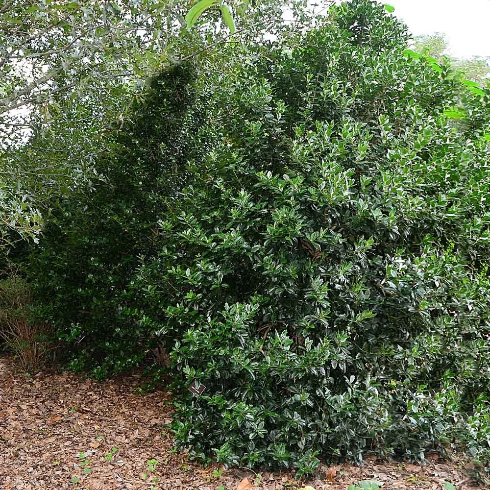 Oak Leaf™ Holly Tree 5 Oak Leaf™ Holly Tree - Image 3
