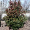 Oak Leaf™ Holly Tree -Brighterblooms Shop Oak Leaf Holly BB 600x600 510c255d 030f 4121 9386 54aa540801ee