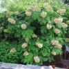 Oakleaf Hydrangea Shrub 1 Oakleaf Hydrangea Shrub -Brighterblooms Shop Oakleaf Hydrangea BB 600x600 9a64549d 35ae 40a4 852a eff1349356c7