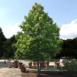 October Glory Maple Tree 10 October Glory Maple Tree -Brighterblooms Shop October Glory Maple 1 BB