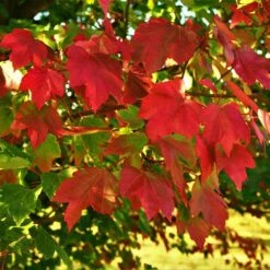 October Glory Maple Tree 9 October Glory Maple Tree -Brighterblooms Shop October Glory Maple 2 FGT