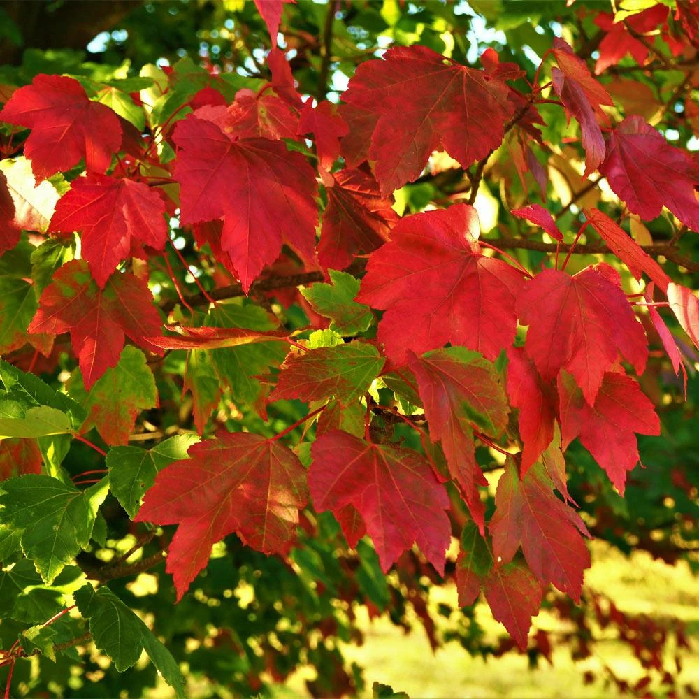 October Glory Maple Tree 5 October Glory Maple Tree - Image 3