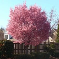 Okame Cherry Tree -Brighterblooms Shop Okame Cherry 3 BB