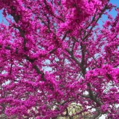 Oklahoma Redbud Tree -Brighterblooms Shop Oklahoma Redbud 3