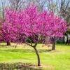 Oklahoma Redbud Tree -Brighterblooms Shop Oklahoma Redbud BB 600x600 d181d86d 4eff 47aa b74d 97b285df32d7