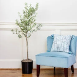 Oliana Olive Tree -Brighterblooms Shop Oliana olive 1 ef2606b8 f443 41e0 a064 063d8695b3d9