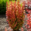 Orange Rocket Barberry Shrub -Brighterblooms Shop Orange Rocket Barberry BB 600x600 3ae50606 18f8 4a42 b09c 645501639fa2