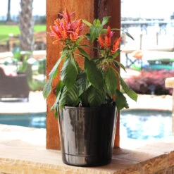 Orange Shrimp Plant 8 Orange Shrimp Plant -Brighterblooms Shop Orange Shrim plant 3