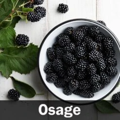 3-in-1 Blackberry Bush -Brighterblooms Shop Osage Blackberry