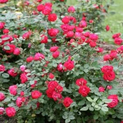 Oso Easy'® Double Red Rose 9 Oso Easy'® Double Red Rose -Brighterblooms Shop Oso Double Red Rose 1