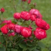 Oso Easy'® Double Red Rose 1 Oso Easy'® Double Red Rose -Brighterblooms Shop Oso Double Red Rose 2 600x600 7f76dc3f 2cb8 47e7 aac3 164303c95193