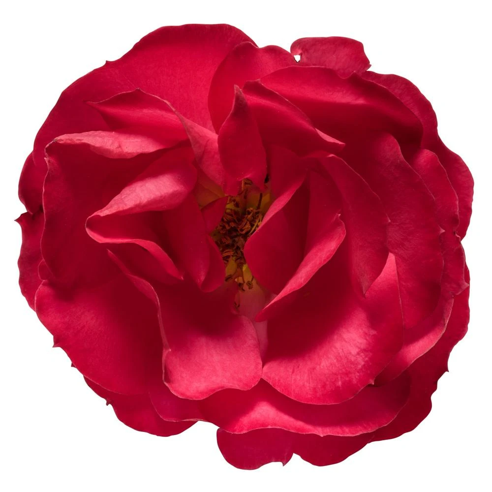 Oso Easy'® Double Red Rose 6 Oso Easy'® Double Red Rose - Image 4