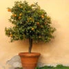 Owari Satsuma Tree -Brighterblooms Shop Owari Satsuma Mandarin BB 600x600 ab81f485 4297 485d bd67 69f5b8f5b009