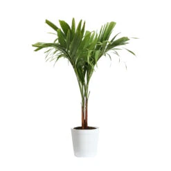 Christmas Palm Tree 19 Christmas Palm Tree -Brighterblooms Shop PAL CHR 23 3 delilah white
