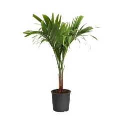 Christmas Palm Tree 20 Christmas Palm Tree -Brighterblooms Shop PAL CHR 23 3 standard pot