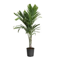 Christmas Palm Tree 23 Christmas Palm Tree -Brighterblooms Shop PAL CHR 34 3 standard pot