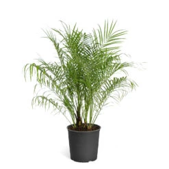Pygmy Date Palm Tree 20 Pygmy Date Palm Tree -Brighterblooms Shop PAL PDR 23 3