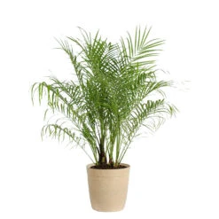 Pygmy Date Palm Tree 18 Pygmy Date Palm Tree -Brighterblooms Shop PAL PDR 23 3 BEIGEDELILAH