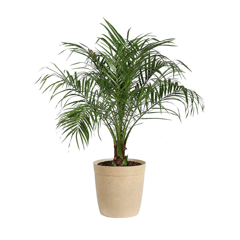 Pygmy Date Palm Tree 13 Pygmy Date Palm Tree - Image 11