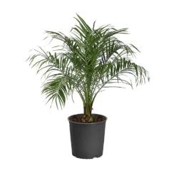 Pygmy Date Palm Tree 21 Pygmy Date Palm Tree -Brighterblooms Shop PAL PDR3 standard pot