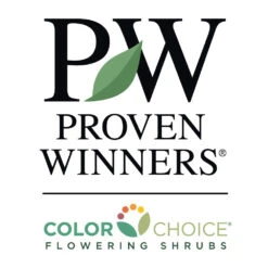 Sprinter® Boxwood Shrub 11 Sprinter® Boxwood Shrub -Brighterblooms Shop PW Logo CC 1000x1000 7efae2ec 5967 4662 828b fbd0241dbde4