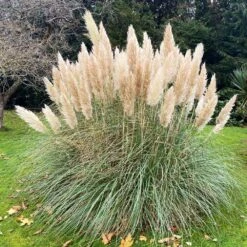 Pampas Grass -Brighterblooms Shop Pampas Grass 1 BB