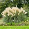 Pampas Grass 1 Pampas Grass -Brighterblooms Shop Pampas Grass BB 600x600 c1d0d4ec 783f 403e 96a4 5b92b81b7f75