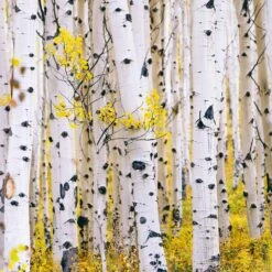 White Birch Tree -Brighterblooms Shop Paper White Birch 4